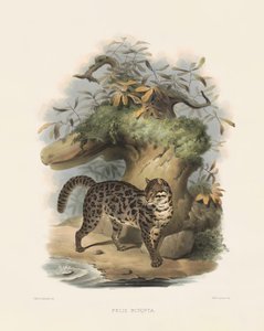  de Joseph Wolf