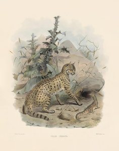  de Joseph Wolf