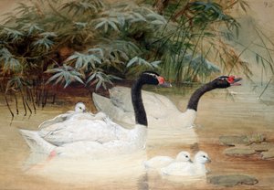 Cisne-de-pescoço-preto (Cygnus nigricollis), 1852-54 de Joseph Wolf