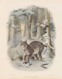  de Joseph Wolf