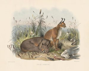  de Joseph Wolf
