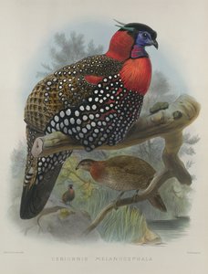 Tragopan carmesim, gravado por M. & N. Hanhart, 1870-72 por Wolf, Joseph (1820-99) e Smit, J. (fl.1870)