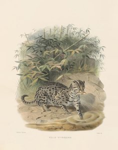  de Joseph Wolf