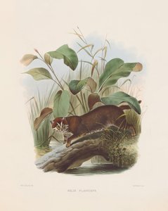  de Joseph Wolf