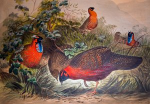 Tragopan com chifres, 1861 de Joseph Wolf