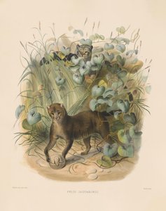  de Joseph Wolf
