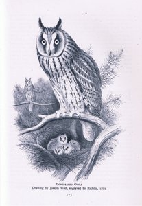 Long Eared Owl, Nature in Britain publicado por Collins, 1946 de Joseph Wolf
