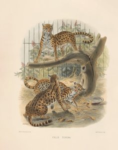  de Joseph Wolf