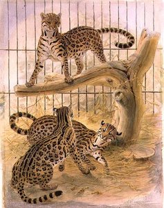 Ocelotes in a Cage de Joseph Wolf