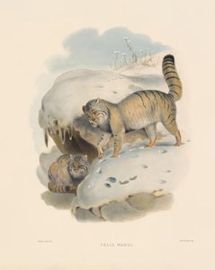  de Joseph Wolf