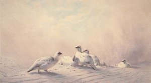 Ptarmigan, Inverno, 1873 (wc) de Joseph Wolf