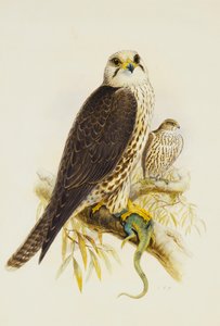 Coisas Falcon,