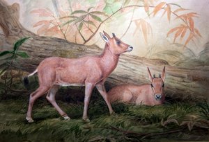 Cimitarra Oryx Horned Bezerros, c.1850 de Joseph Wolf