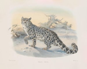  de Joseph Wolf