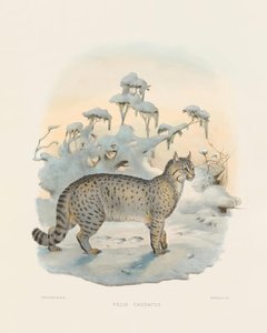  de Joseph Wolf