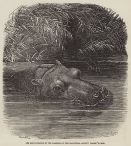 O Hipopótamo nos Jardins da Sociedade Zoológica, Regent&39;s-Park de Joseph Wolf