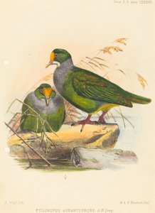 Dois pássaros (Ptilonopus Auranthfrons) de Joseph Wolf