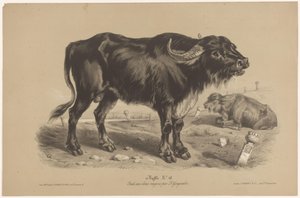 Búfalo Buffalo (título no objeto) Dierenstudies in twee soorten krijt (título da série) Estudo com dois lápis de Z. Gengembre (título da série)