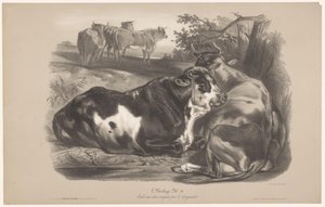 Cinco vacas num prado
L