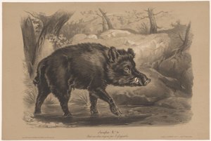 Javali selvagem Sanglier (título no objeto) Estudos em animais em dois tipos de giz (título da série) Etude aux deux crayons par Z. Gengembre (título da série)