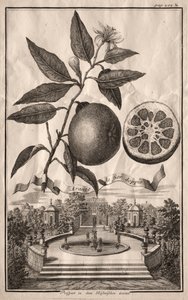 Nurmbergische Hesperides: Double Aranzo de fior