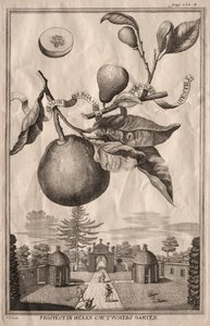 Nurmbergische Hesperides: Limon bergamota personzin gientile