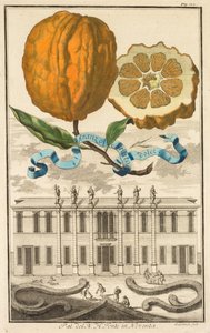 Nurmbergische Hesperides: No185 - Sweet Striated Aranzo. Palazzo del N. H. Fonte em Noventa, c1708.
