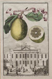 Nurnbergische Hesperides: No. 125 - Limon Ponzino de Neapoli. Palazzo del N. H. Cornaro em Fiesso