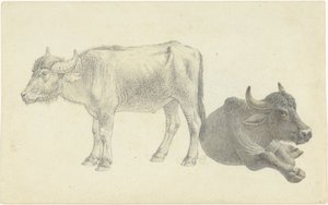 Carne de vaca em pé e de pé