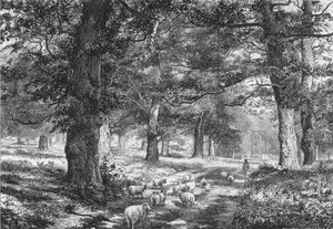 Na floresta de Sherwood, c1875.