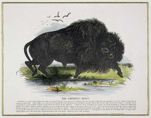 The American Bison, pub de ilustração educacional. pela Sociedade para a Promoção do Conhecimento Cristão