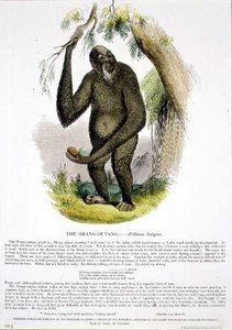 O Orang-Outang (Pithecus satyrus) pub. de ilustração educacional pela Sociedade para a Promoção do Conhecimento Cristão