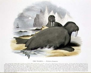 The Walrus (Trichecus rosmarus) pub de ilustração educacional pela Sociedade para a Promoção do Conhecimento Cristão de Josiah Wood Whymper