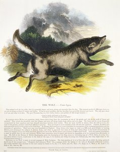 O pub de ilustração educacional lobo (Canis lupus). pela Sociedade para a Promoção do Conhecimento Cristão, 1843 (aquatint)