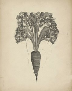 Desenho botânico de uma cenoura