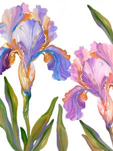Flores de íris coloridas de Josie George