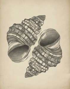 Conchas em espiral detalhadas