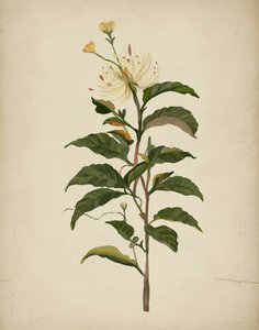 Elegante Flor Botânica