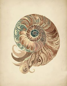 Concha de Nautilus Elegante de Josie George