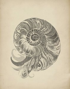 A intrincada espiral do nautilo