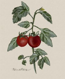 Tomates maduros no pé de Josie George