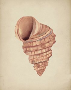 Estudo sobre conchas em espiral