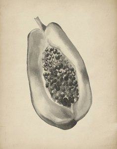 Meia papaia tropical