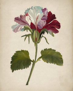 Flor de gerânio vibrante