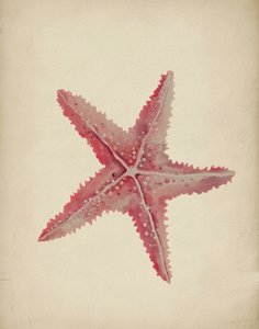 Estrela-do-mar rosa vintage