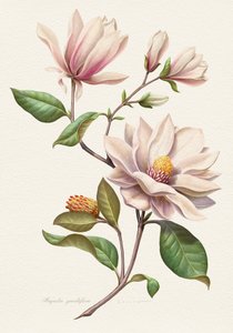 Flores de magnólia coradas de Juan Hernaz