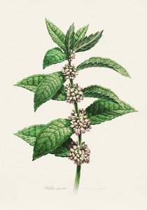 Hortelã em flor (Botanical) de Juan Hernaz