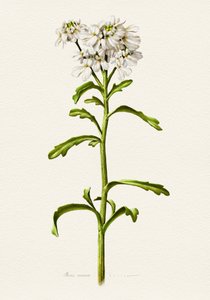 Candytuft Branco - Descrição botânica de Juan Hernaz