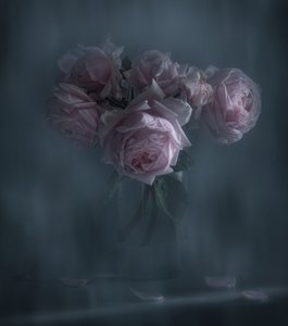 Rosas Rosa Melancólicas de Judy Tseng