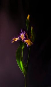  de Judy Tseng